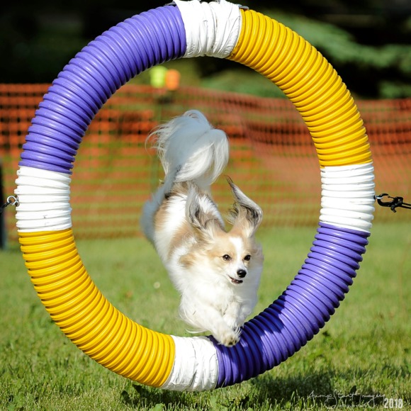 purpledomino